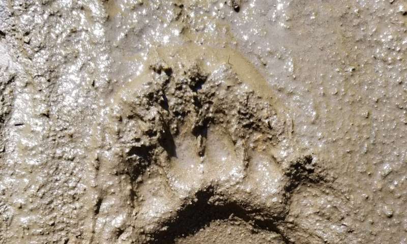 Fossil footprints puzzle scientists: Bear or ancient human?