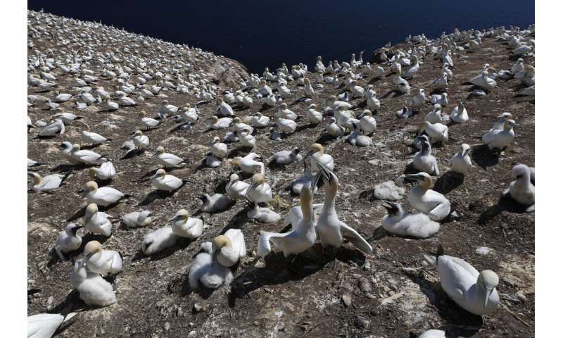 گرما، بدون غذا، آب و هوای کشنده: تغییرات آب و هوایی باعث مرگ پرندگان دریایی می شود