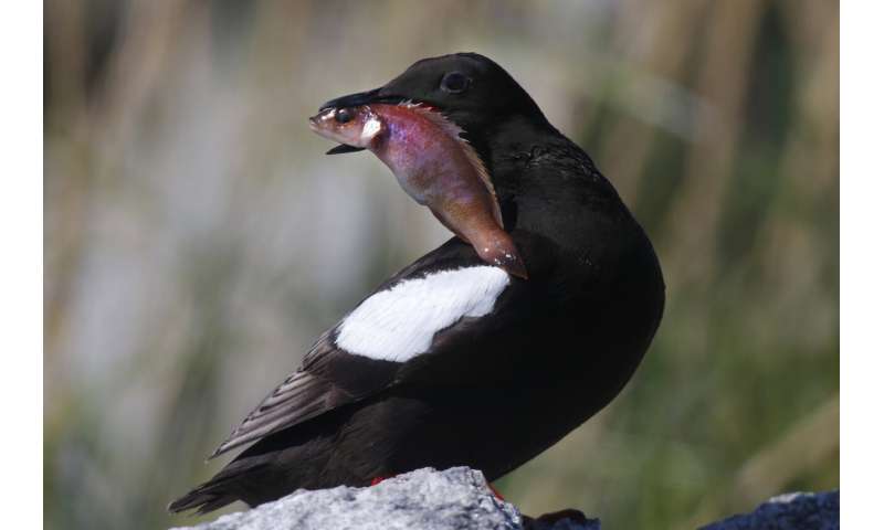 گرما، بدون غذا، آب و هوای کشنده: تغییرات آب و هوایی باعث مرگ پرندگان دریایی می شود