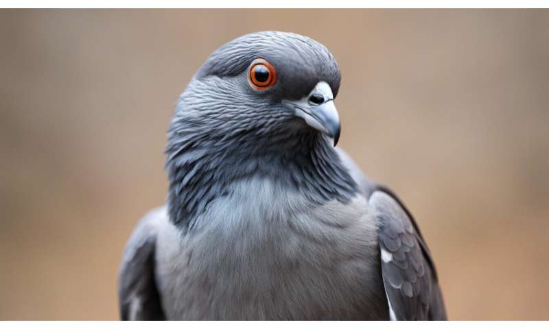 How do pigeons find their way home? We looked in their ears with a diamond-based quantum microscope to find out