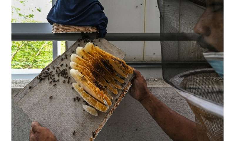 In Malaysia, green activists founded the &quot;My Bee Savior Association&quot; to help stem the decline of bee populations