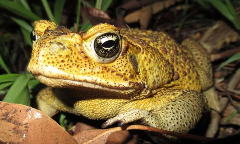 In the evolutionary arms race between cane toads and lungworms, skin secretions play a surprising role