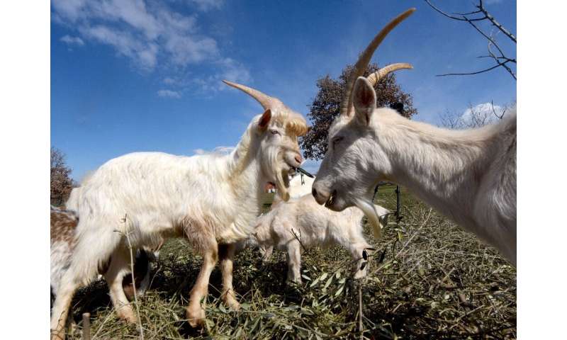 In 2012, the Istrian goat was added to Croatia's list of indigenous and protected species