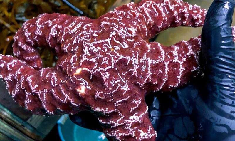 In changing oceans, sea stars may be 'drowning'
