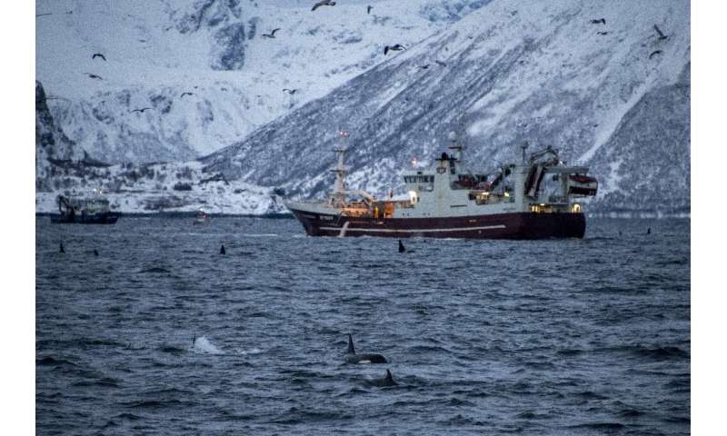 مشاهدات رو به افزایش و شمالی نشان می دهد که نهنگ های قاتل در حال یادگیری سازگاری با آب های تازه ذوب شده قطب شمال هستند.