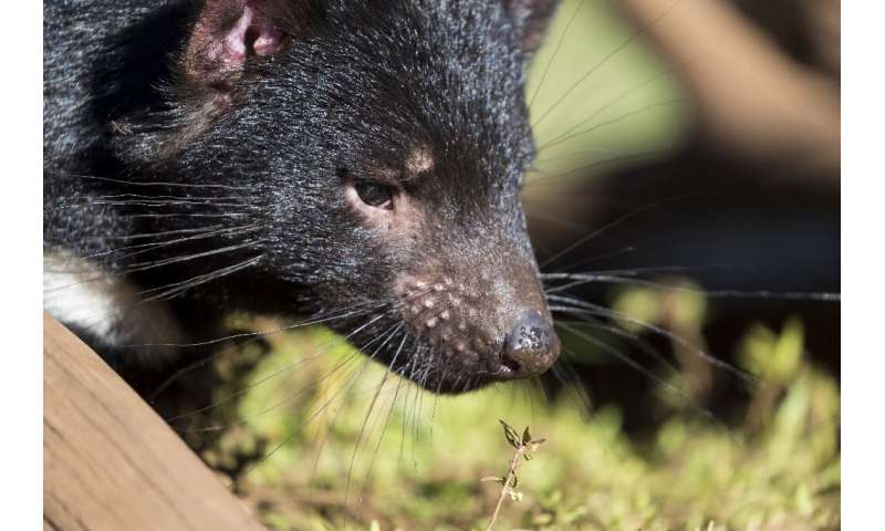 It is estimated that fewer than 25,000 Tasmanian devils still live in the wild