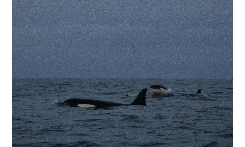 Killer whales' new hunting grounds are leading to unprecedented conflict with humans
