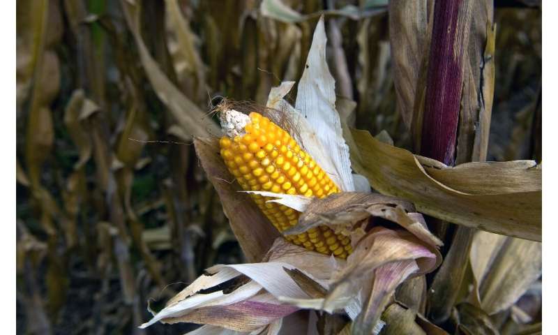 Maize has occupied a prominent place in the Mexican diet since pre-Hispanic times
