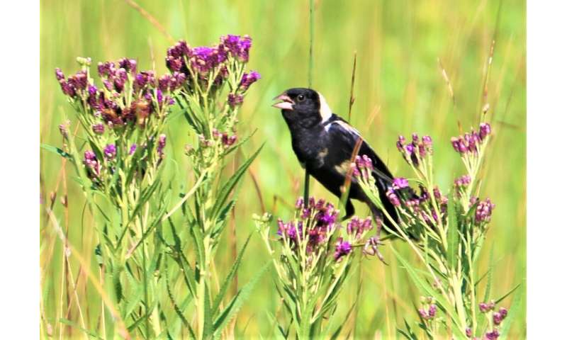 Making hay while the birds nest? Study finds landowners willing to protect grassland birds nesting in their hay fields