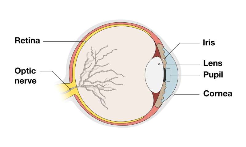 Map of mouse iris offers new look at the eye
