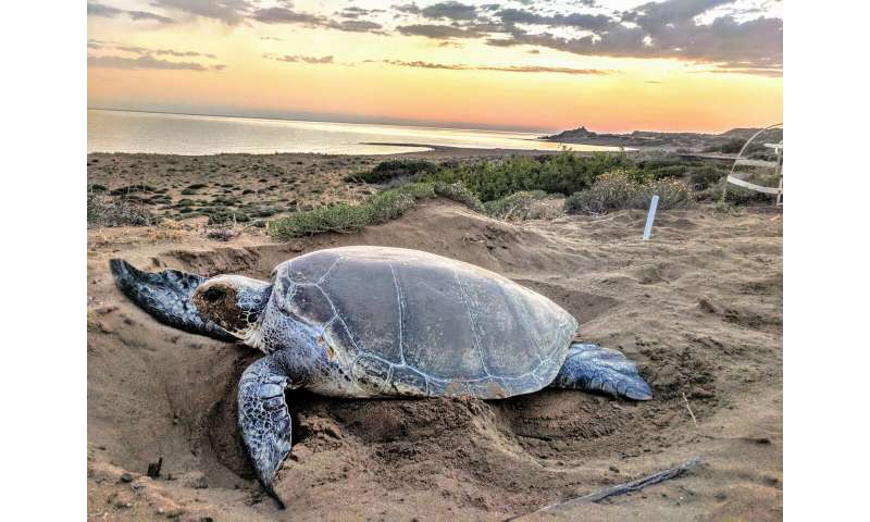 Mediterranean turtles recovering at different rates