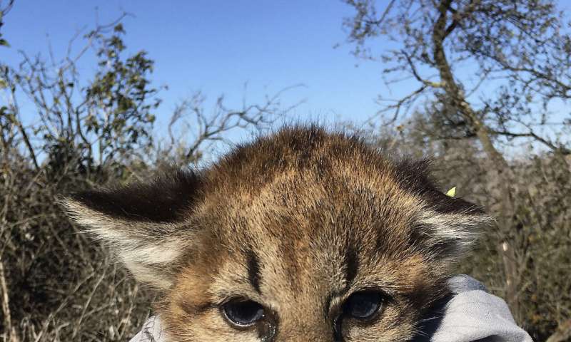 Mountain lion kittens found under picnic table in California