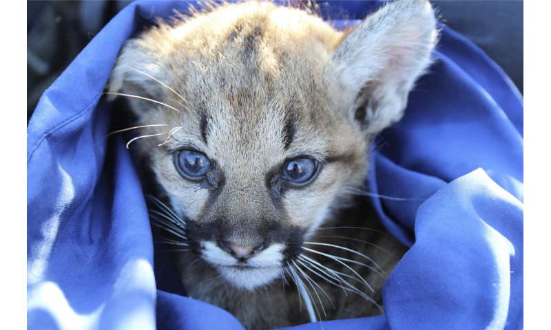 Mountain lion kittens found under picnic table in California