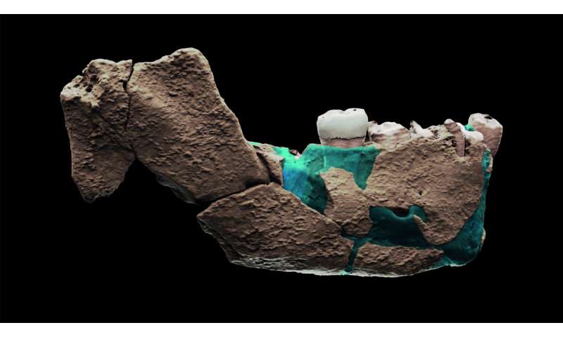 New fossil discovery from Israel points to complicated evolutionary process