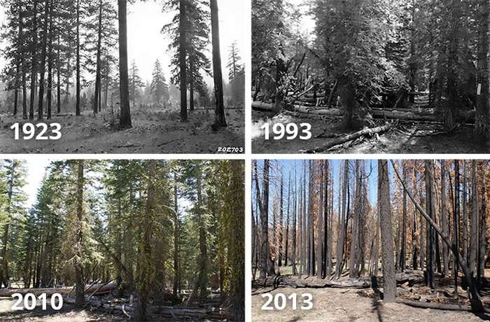 New report: State of the science on western wildfires, forests and climate change