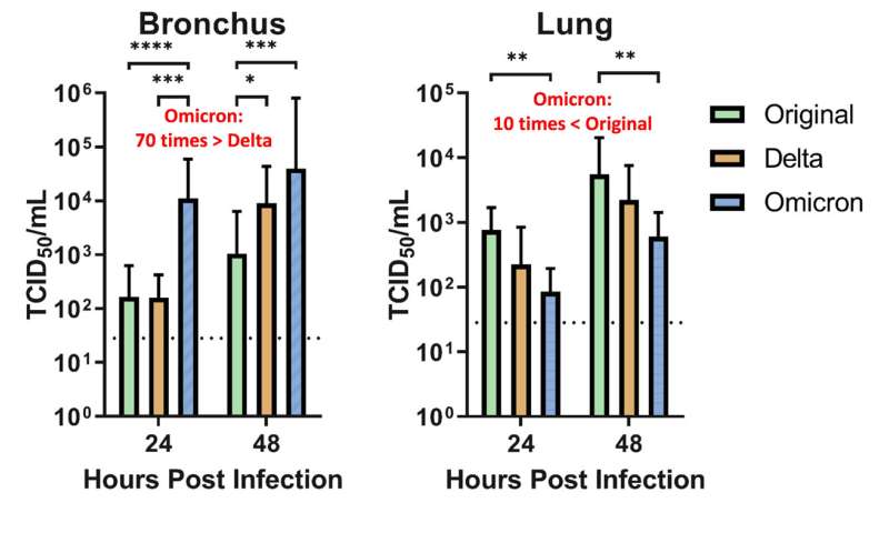 Omicron SARS-CoV-2 can infect faster and better than delta in human bronchus, but with less severe infection in lung