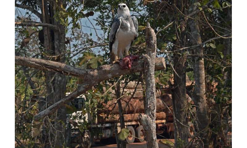 One wild Harpy eagle eats food set out for it by conservationists—the birds are threatened by deforestation, and in the backgrou