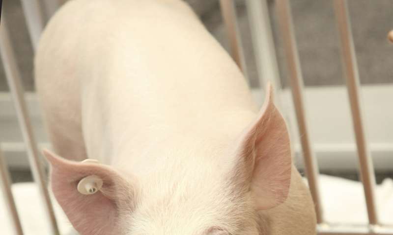 I trapianti da maiale a uomo fanno un passo avanti con un nuovo test