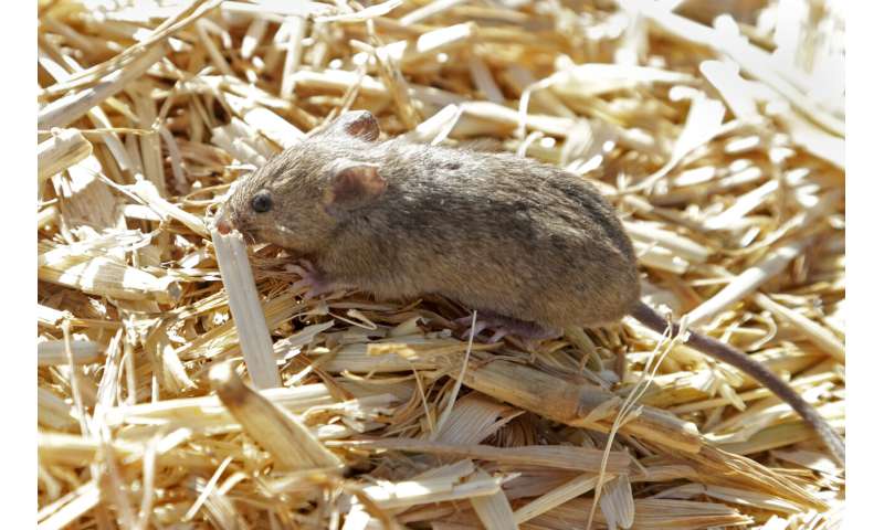 Plague of ravenous, destructive mice tormenting Australians