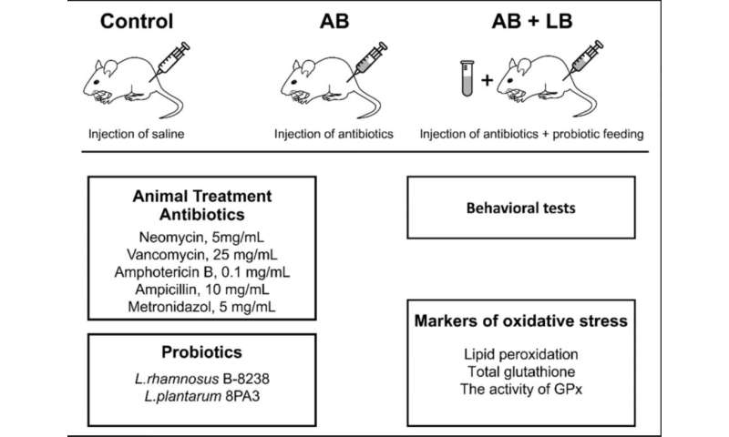 Probiotics prove effective in treating antibiotics-induced dysbiosis in mice
