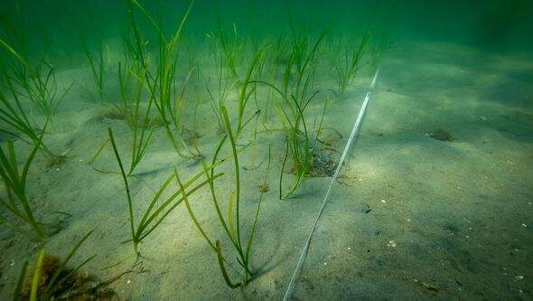 Promising results for eelgrass restoration using sand-capping