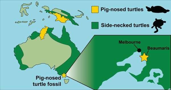 فسیل های نادر نشان می دهد که ملبورن ماقبل تاریخ زمانی بهشت ​​لاک پشت های دماغ خوک گرمسیری بوده است.