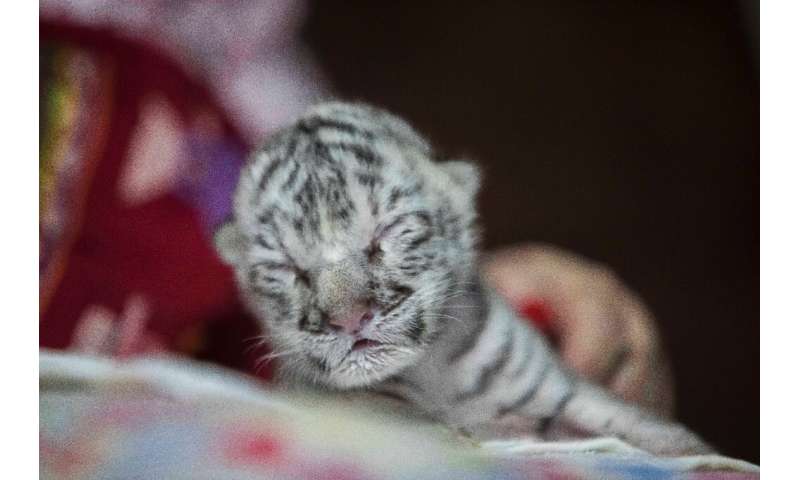 Rare white tiger born at Nicaragua zoo