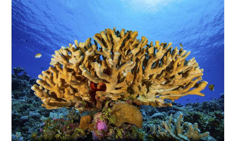 Researchers complete first-ever detailed map of global coral
