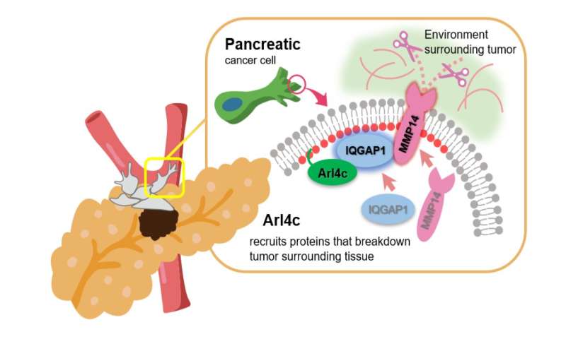 Researchers discover why pancreatic cancer cells are so aggressive