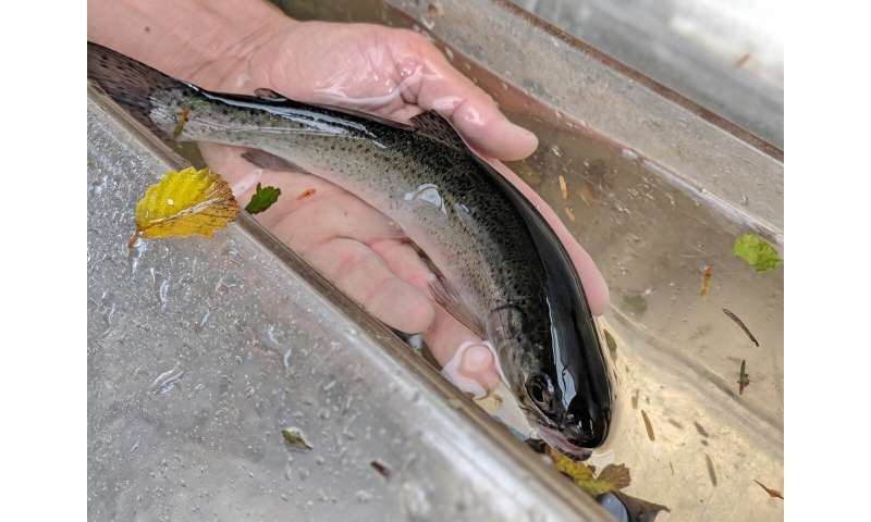 Salmon decline impacted by “squeeze” of combined river and sea stressors
