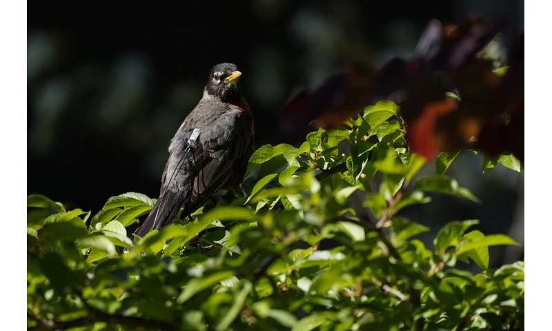 Scientists hail golden age to trace bird migration with tech