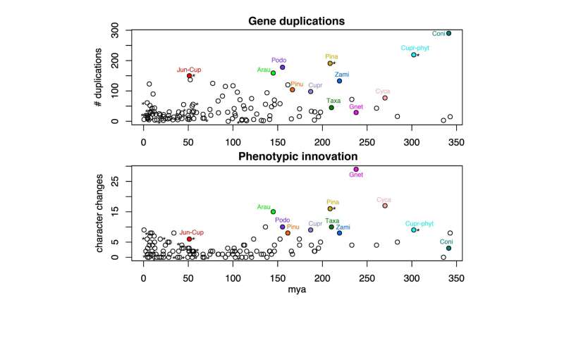 Scientists uncover drivers of phenotypic innovation and diversification in gymnosperms