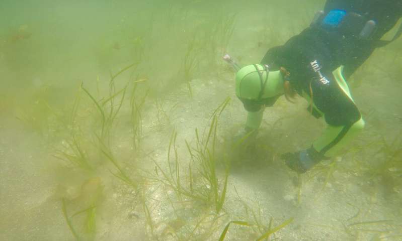 Sea otter populations found to increase eelgrass genetic diversity