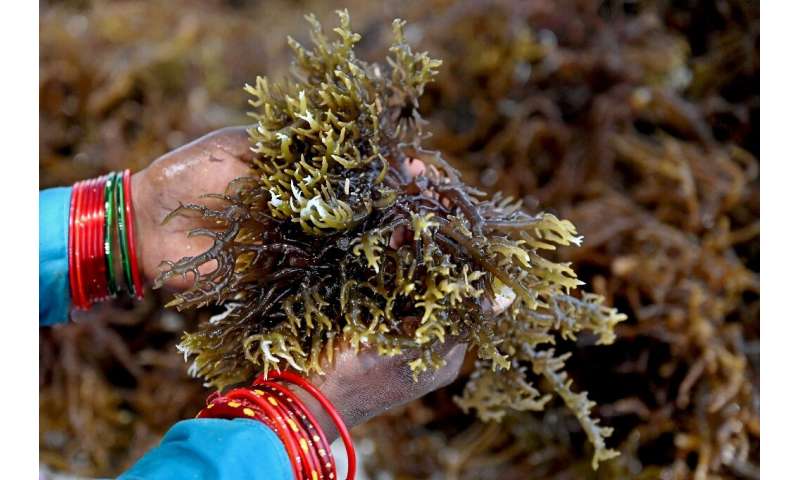 Seaweed does not require fertiliser, freshwater, or pesticides