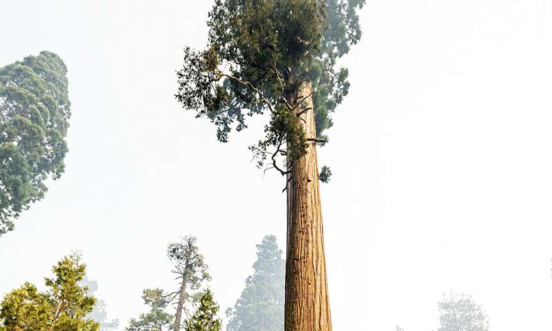 Sequoia National Park's Giant Forest unscathed by wildfire