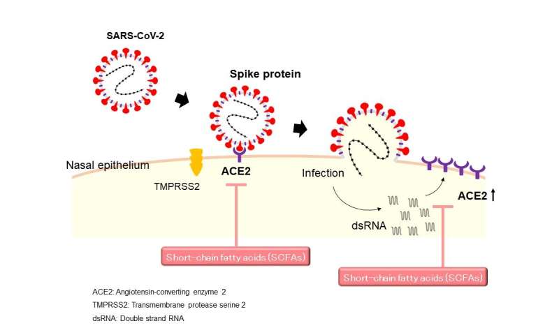 Short chain fatty acids: An 'ace in the hole' against SARS-CoV-2 infection