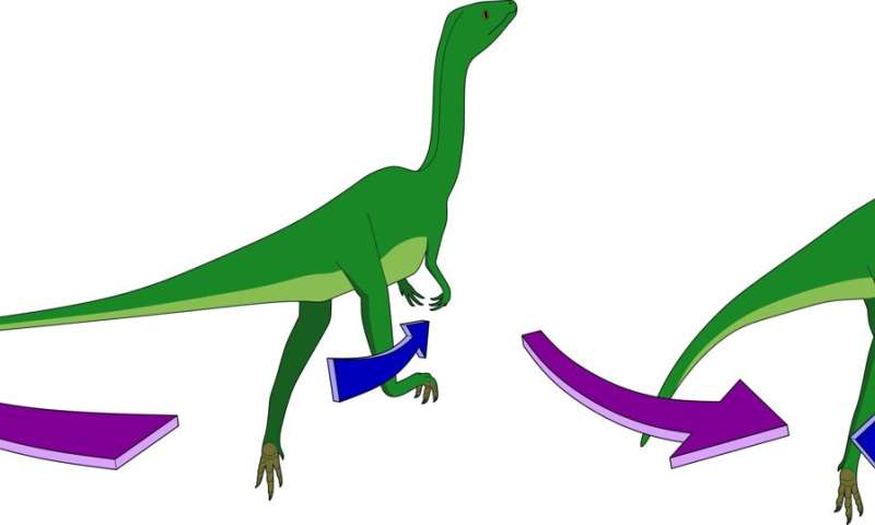 Simulations show bipedal dinosaurs swung their tails as they ran to help with balance
