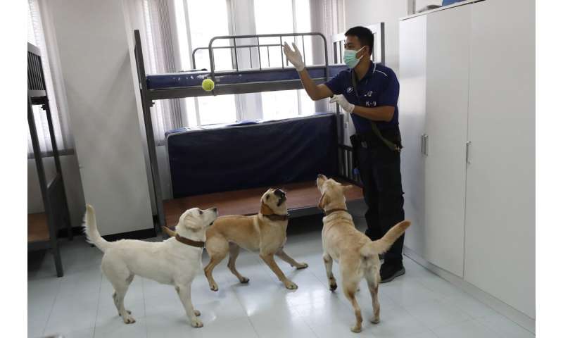 Sniffing Labrador retrievers join Thai coronavirus fight