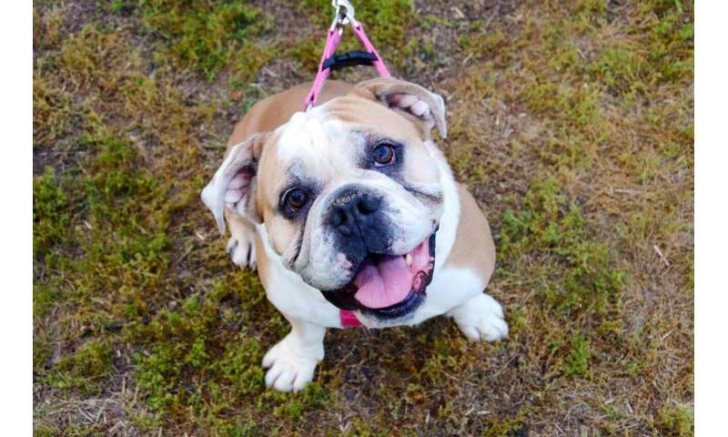 Some English bulldogs thought to have cancer may have newly identified syndrome