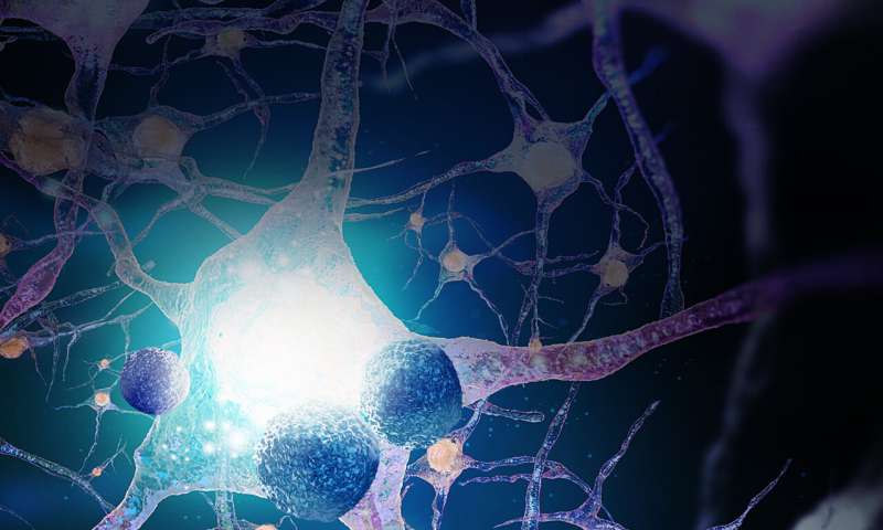 Study explores the effects of immune responses on the aging brain