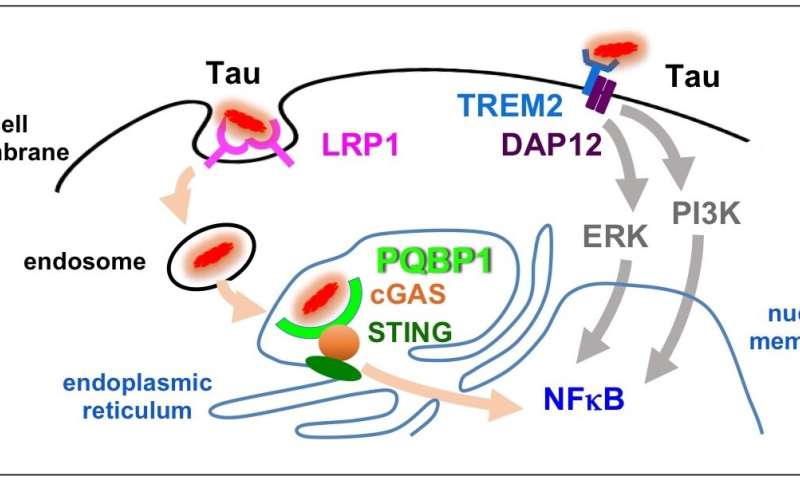 Tau y PQBP1: la interacción de proteínas desencadena inflamación en el cerebro