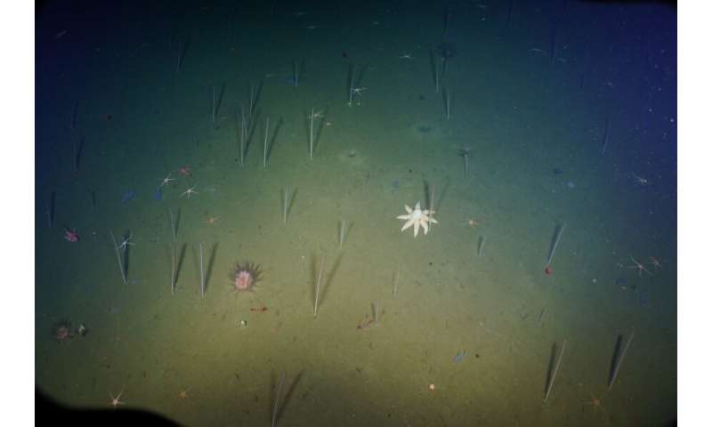 The importance of climate change in deep-sea biodiversity