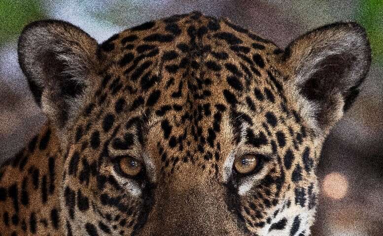 The jaguar, the biggest cat in the Americas, has its stronghold in the Amazon—its population declined an estimated 20 to 25 perc