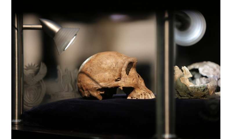 The latest fossils add to a skull and other remains of a species named Homo naledi—hominids that lived around 250,000 years ago