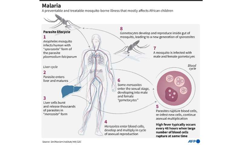 El ciclo de vida del parásito de la malaria.