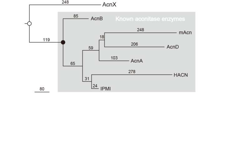 The molecular evolution of the aconitase superfamily