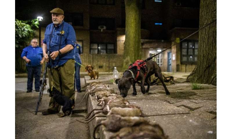 The rats killed by Ryder's Alley Trencher and their dogs stand in line at the end of the hunt in Lower Manhattan 