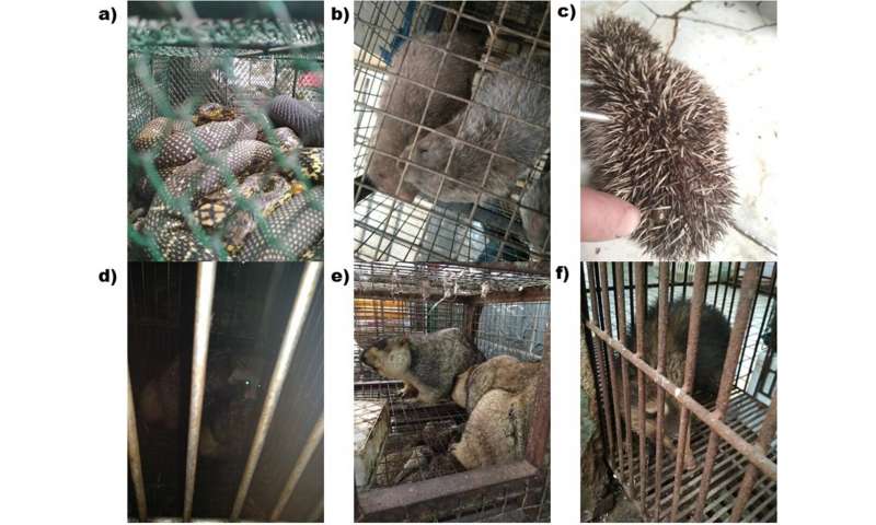 The wet market sources of COVID-19: Bats and pangolins have an alibi