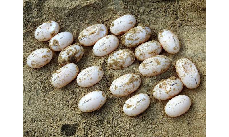 The five Royal Turtles laid more than 70 eggs