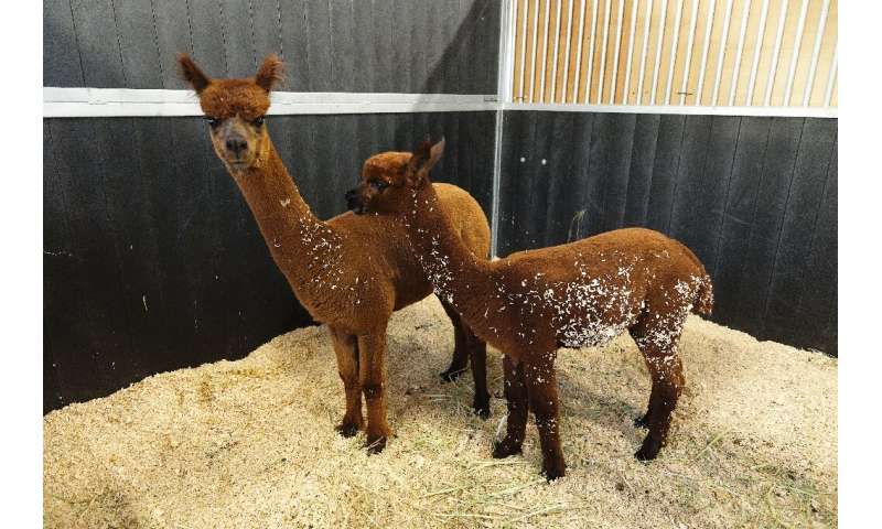 These two Alpacas belonging to a local farmer were among the animals evacuated when the area was threatened by fires